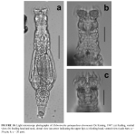 Habrotrocha quinquedens doornensis