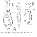 Habrotrocha quinquedens doornensis - Original description image