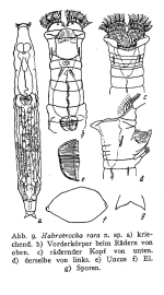 Habrotrocha rara - Original description image