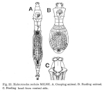 Habrotrocha reclusa