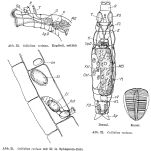 Habrotrocha reclusa