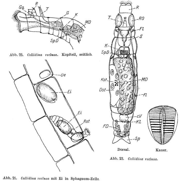 Habrotrocha reclusa Habrotrocha reclusa