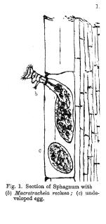 Habrotrocha reclusa - Original description image