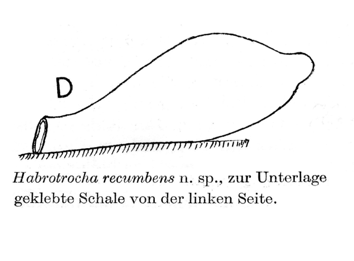 Habrotrocha recumbens - Original description image