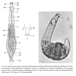 Habrotrocha roeperi