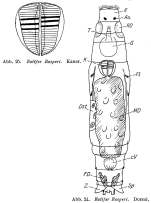 Habrotrocha roeperi