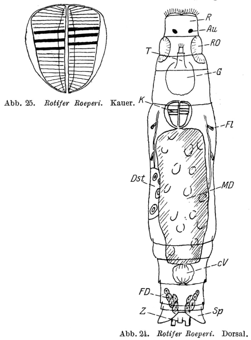 Habrotrocha roeperi