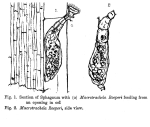 Habrotrocha roeperi