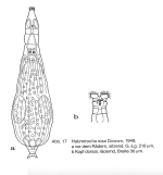 Habrotrocha rosa
