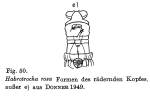 Habrotrocha rosa