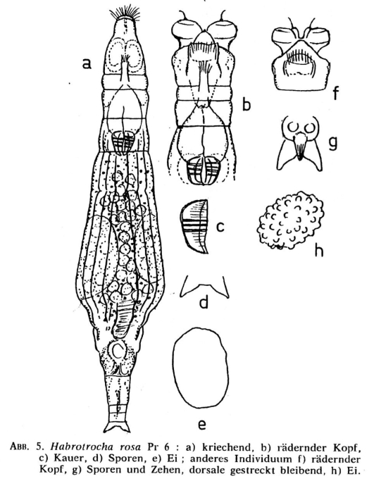 Habrotrocha rosa