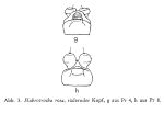 Habrotrocha rosa