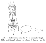 Habrotrocha rosa