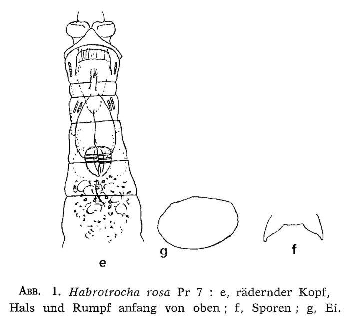 Habrotrocha rosa Habrotrocha rosa