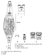 Habrotrocha rosa