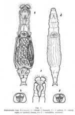 Habrotrocha rosa