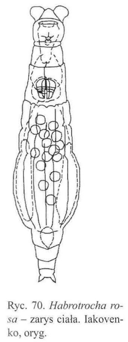Habrotrocha rosa Habrotrocha rosa