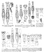 Habrotrocha rosa - Original description image