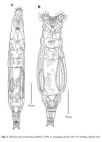 Habrotrocha scabropyga