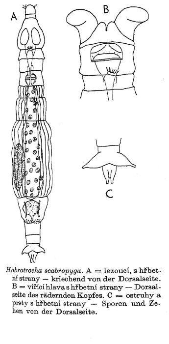 Habrotrocha scabropyga - Original description image