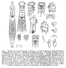 Habrotrocha scepanotrochoides