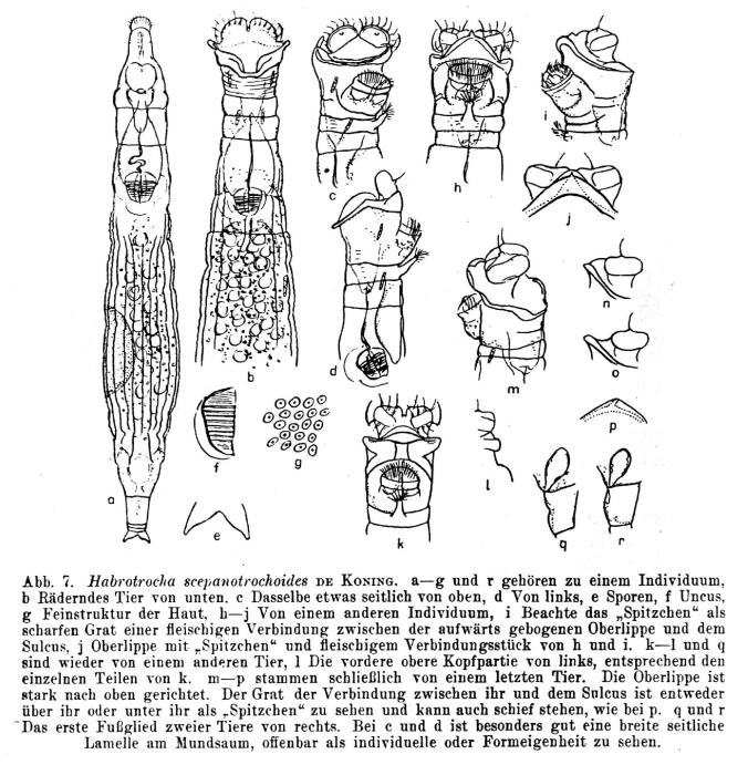Habrotrocha scepanotrochoides