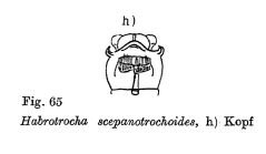 Habrotrocha scepanotrochoides