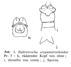 Habrotrocha scepanotrochoides