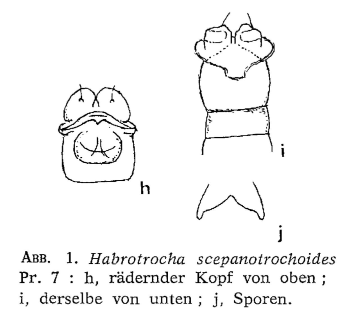 Habrotrocha scepanotrochoides Habrotrocha scepanotrochoides
