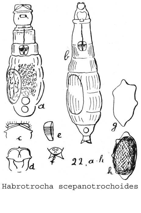 Habrotrocha scepanotrochoides - Original description image