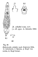 Habrotrocha schultei - Original description image