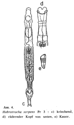 Habrotrocha serpens