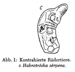 Habrotrocha serpens