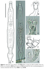 Habrotrocha serpens