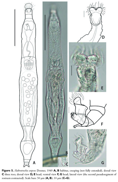 Habrotrocha serpens