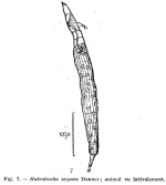 Habrotrocha serpens