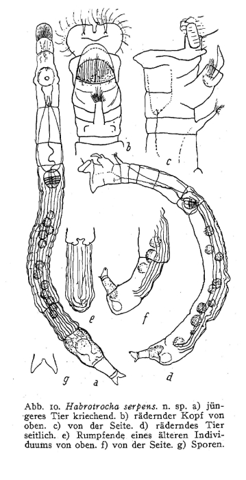 Habrotrocha serpens - Original description image