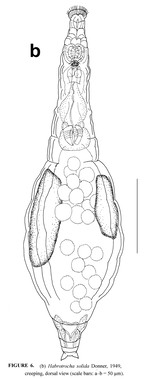 Habrotrocha solida
