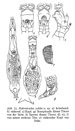 Habrotrocha solida