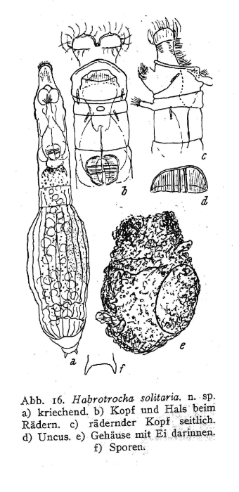 Habrotrocha solitaria - Original description image
