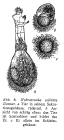 Habrotrocha sollicita