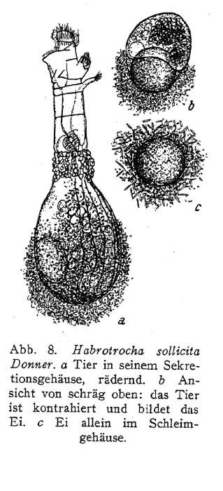 Habrotrocha sollicita Habrotrocha sollicita