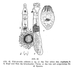 Habrotrocha sollicita - Original description image