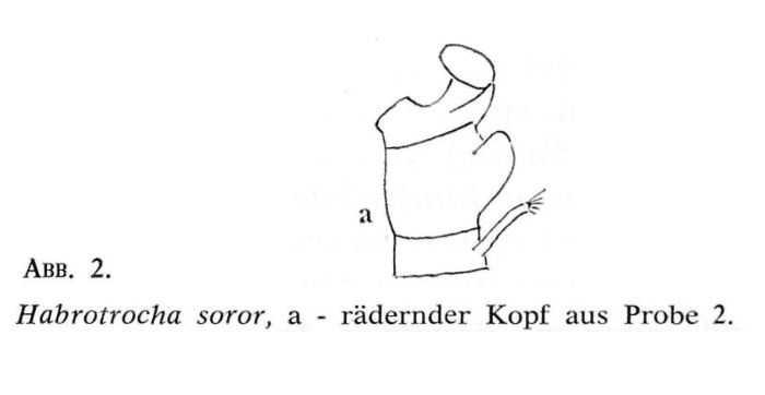 Habrotrocha soror Habrotrocha soror