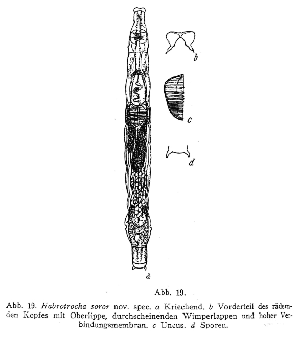 Habrotrocha soror - Original description image