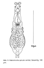 Habrotrocha spicula