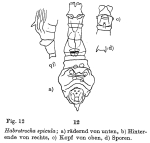 Habrotrocha spicula