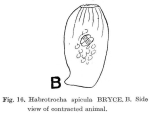 Habrotrocha spicula