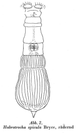 Habrotrocha spicula