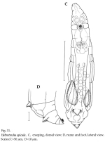 Habrotrocha spicula